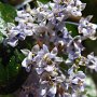 Jim Bush (Ceanothus oliganthus): A native bush which displays either white or blue varieties.